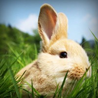 /album/missxv/photolia-a03-jpg/